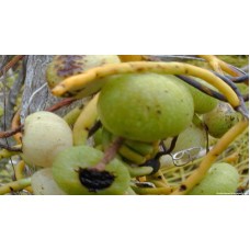 Dodder-Laurel