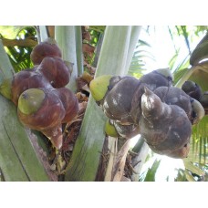Double Coconut