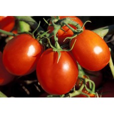 Early Girl Tomato