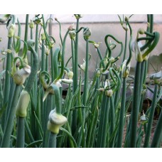 Egyptian Onion