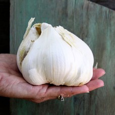 Elephant Garlic