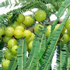 Emblica