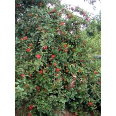Enterprise Apple