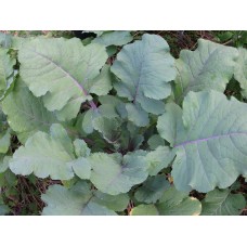 Ethiopian Kale