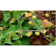Falmouth Gooseberry