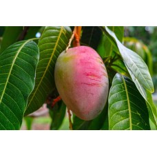 Fascell Mango