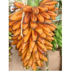 Fe’i Banana