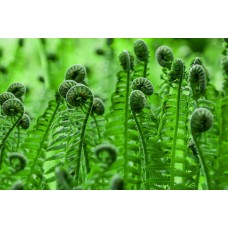Fiddlehead Ferns