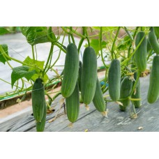 Field Cucumber