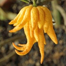 Fingered Citron