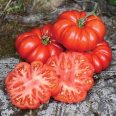 Fiorentino Tomato