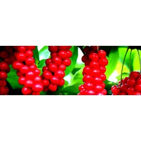 Five Flavor Berry
