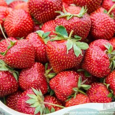 Flavorfest Strawberry