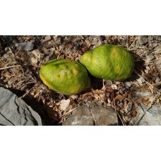 Florentine Citron