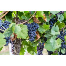 Fox Grape