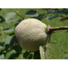 Fuzzy Pear