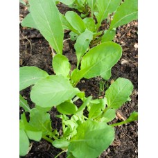 Garden Rocket
