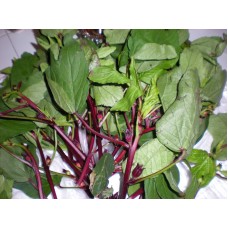 Gongura