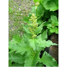 Good King Henry