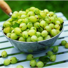 Gooseberry