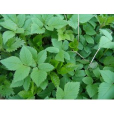 Goutweed