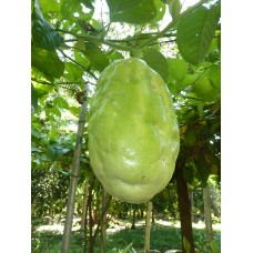 Granadilla
