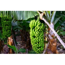 Grand Nain Banana