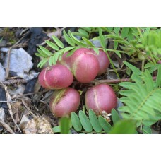 Ground Plum