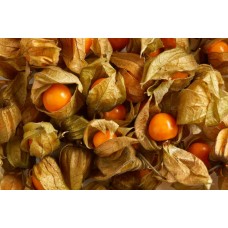 Groundcherry
