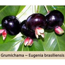 Grumichama