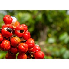 Guarana