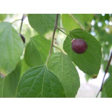 Hackberry