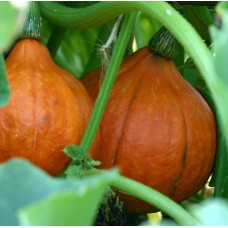 Hokkaido Squash