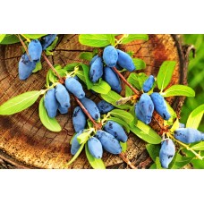 Honeyberry
