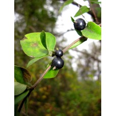 Honeysuckle