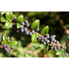 Huckleberry