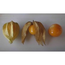 Husk Tomato