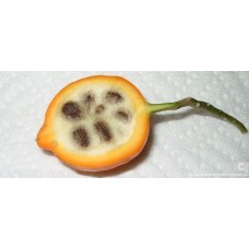 Iboga