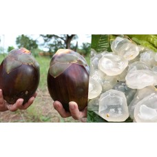 Ice Apple