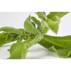 Ice Plant