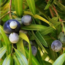 Illawarra Plum