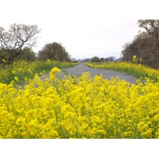 Indian Mustard