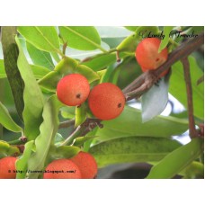 Indian Persimmon