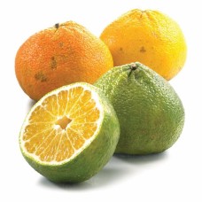 Jamaican Tangelo