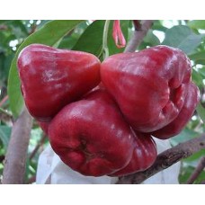 Java Apple