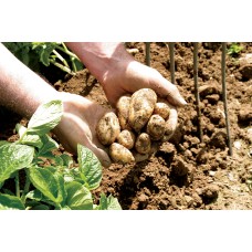 Jersey Royal Potato