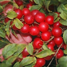 Joel Bush Cherry