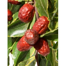 Jujube