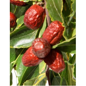 Jujube