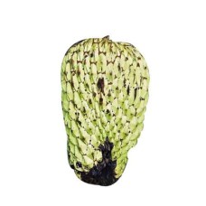 Junglesop